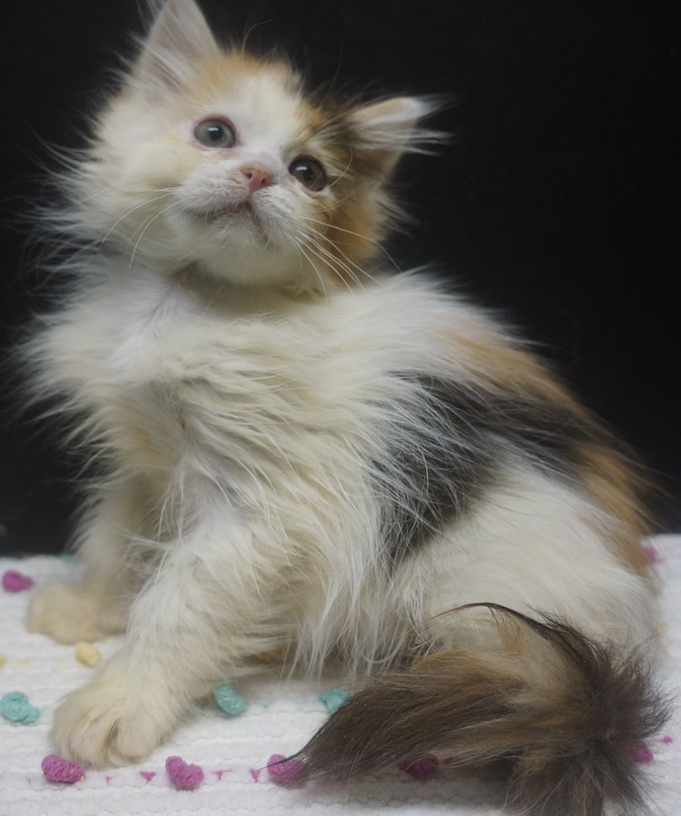 Available Kittens