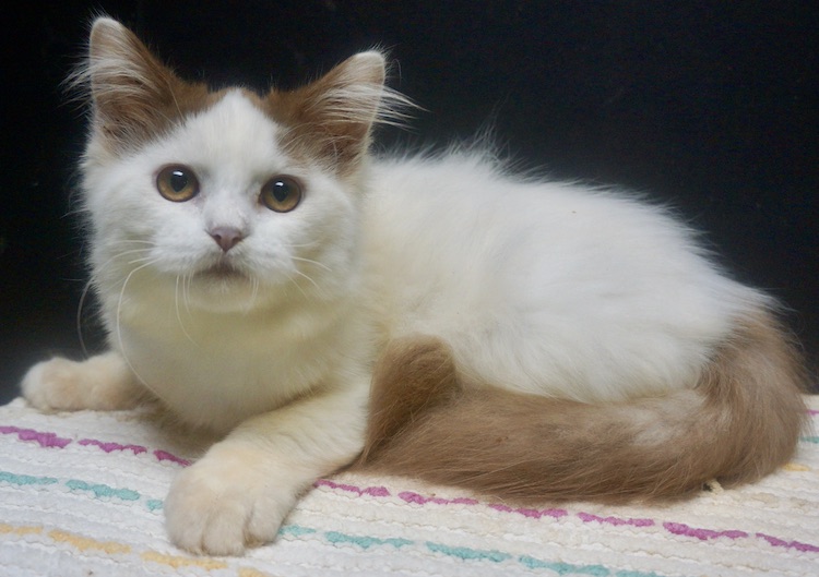 Available Kittens