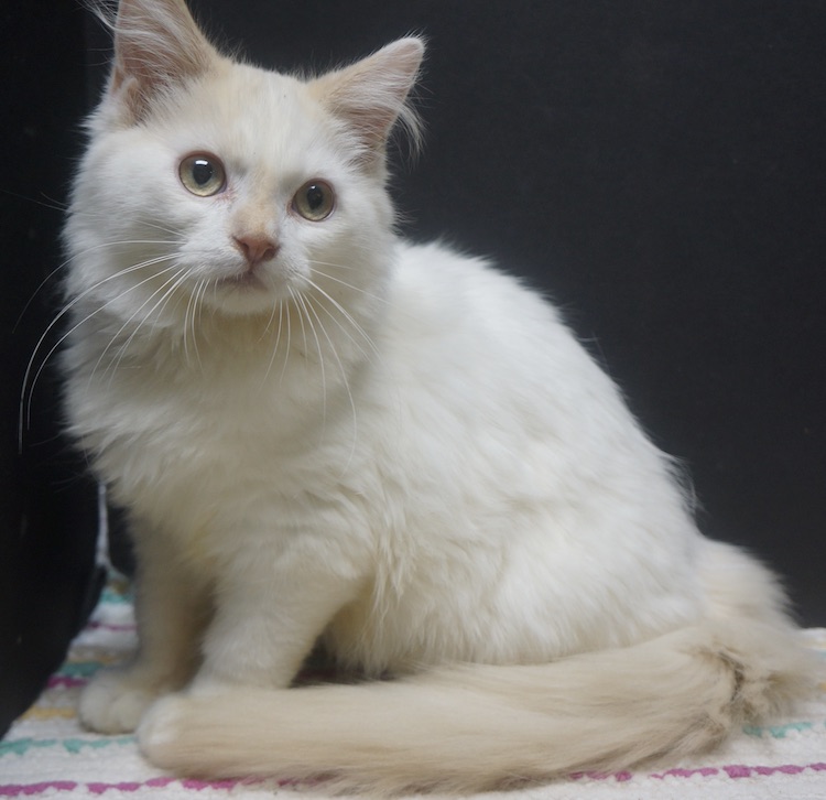 Available Kittens