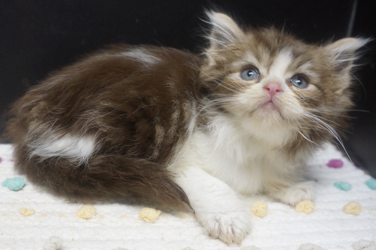 Available Kittens