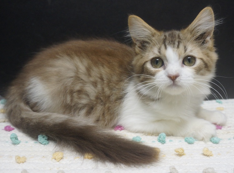 Available Kittens