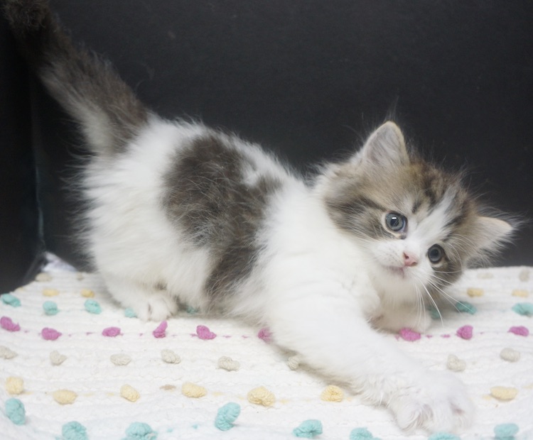 Available Kittens