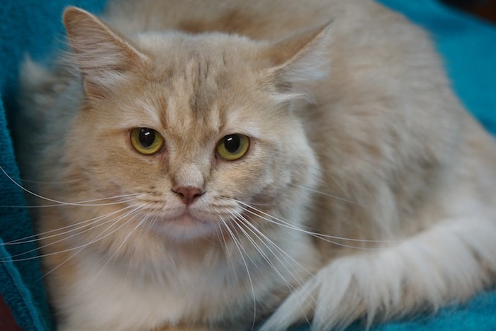 Adult Adoptions