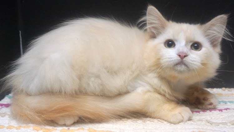 Available Kittens