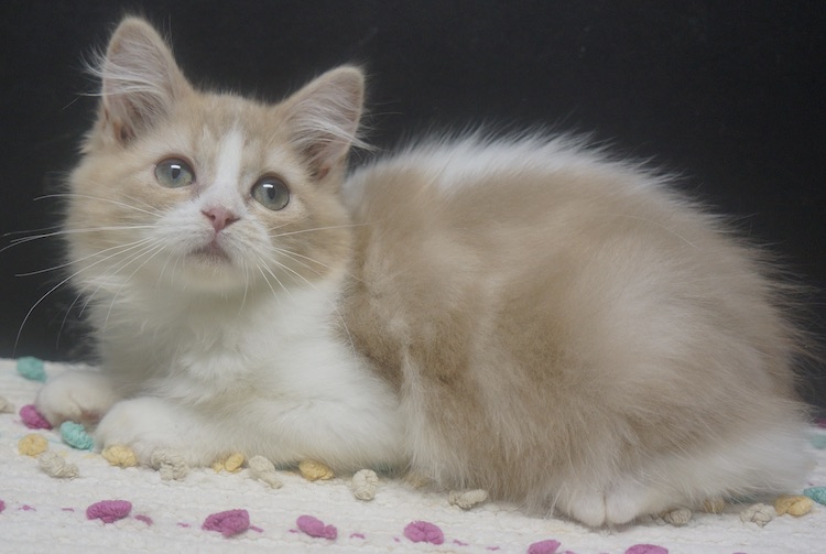 Available Kittens