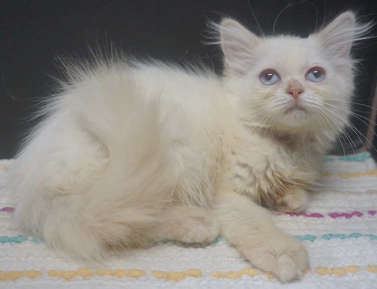 Available Kittens
